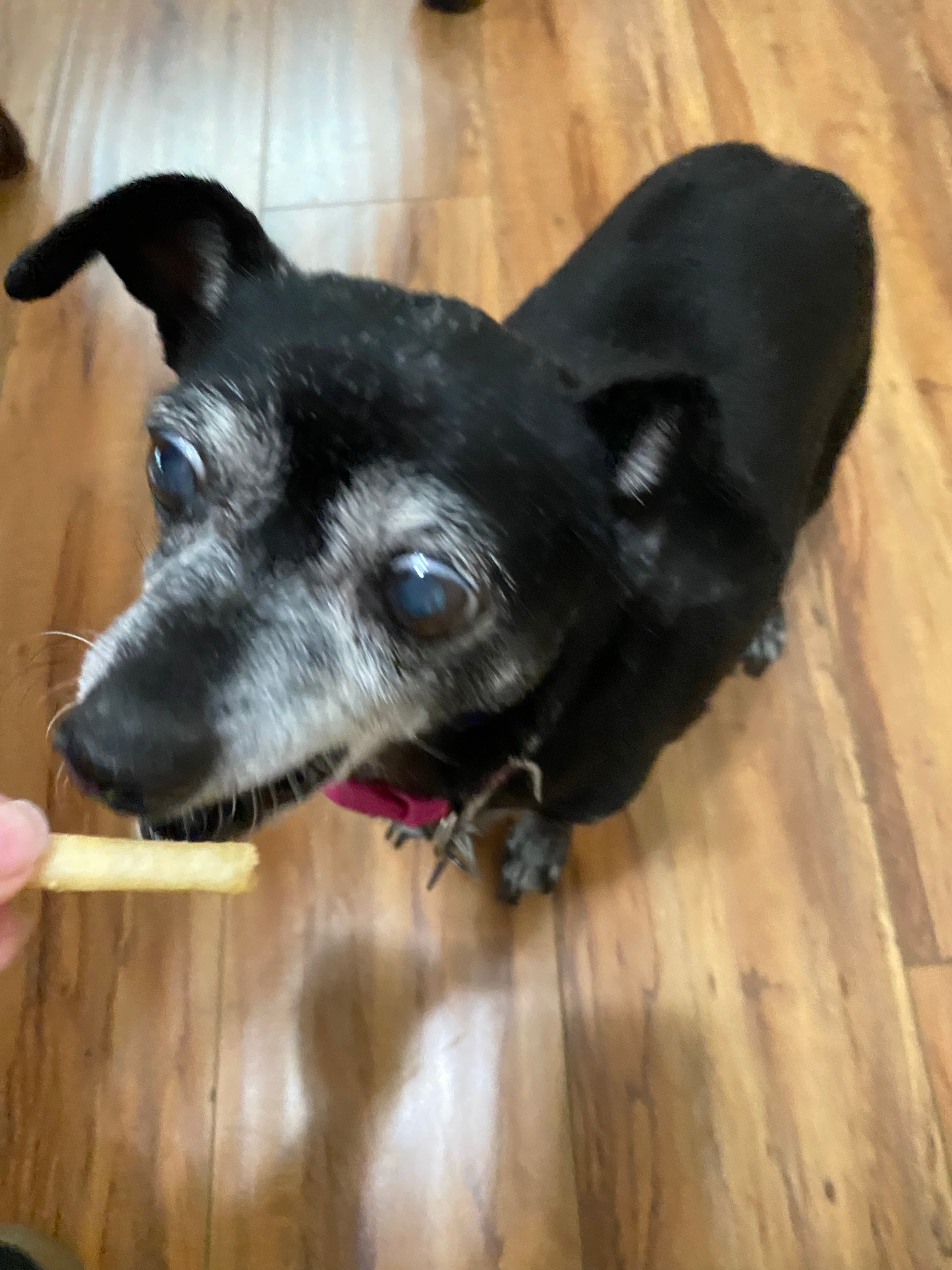 Fanta eating a fry