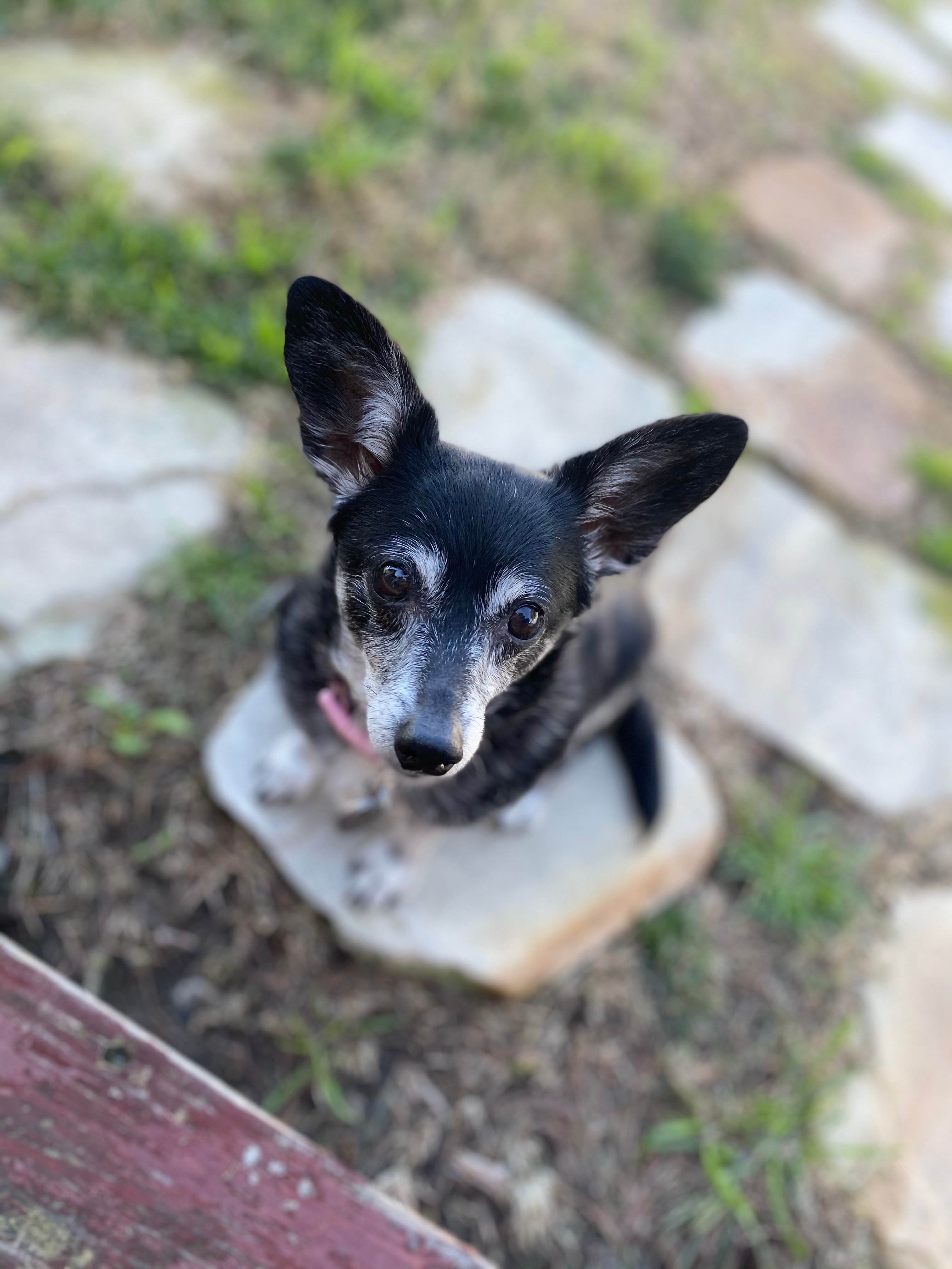 Ferrari looking at camera