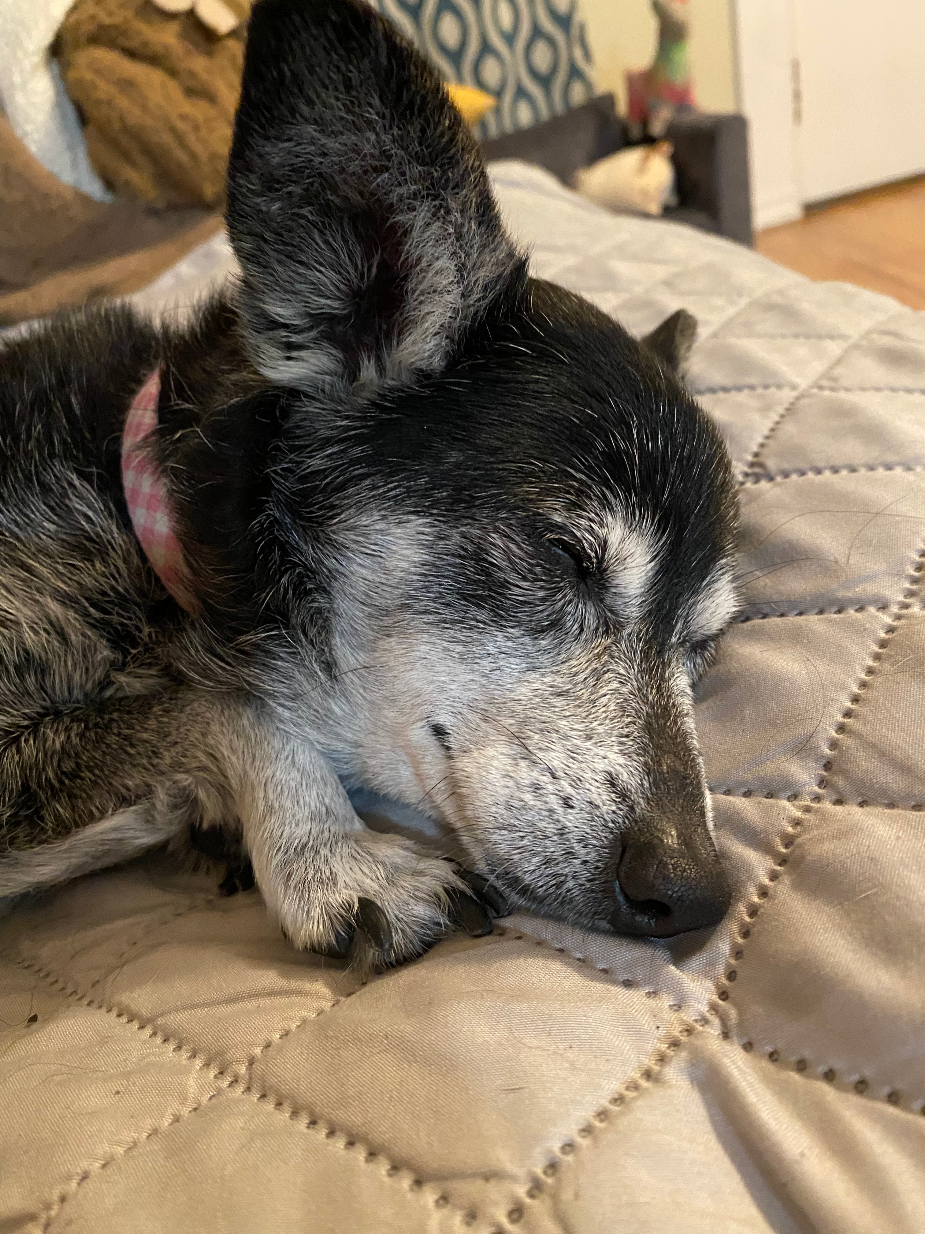 Ferrari realaxing on pillow