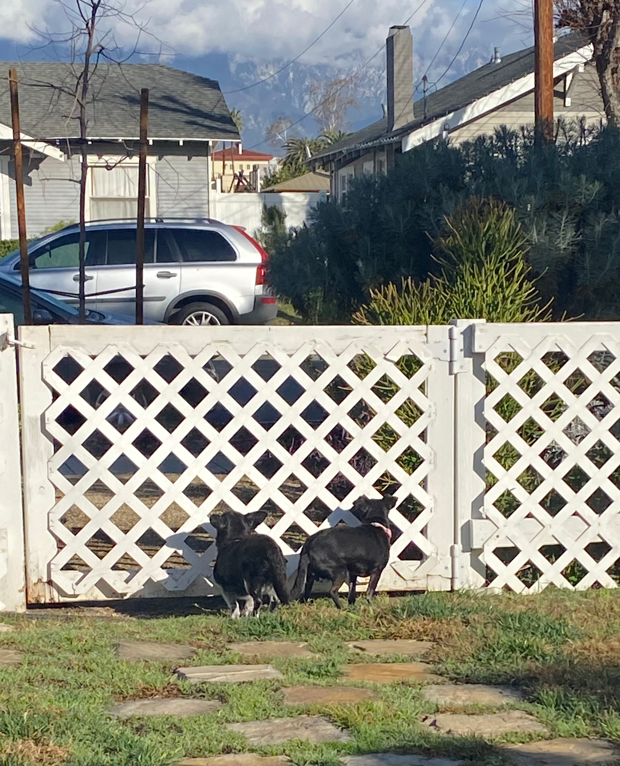 Ferrari and Fanta looking out a fence